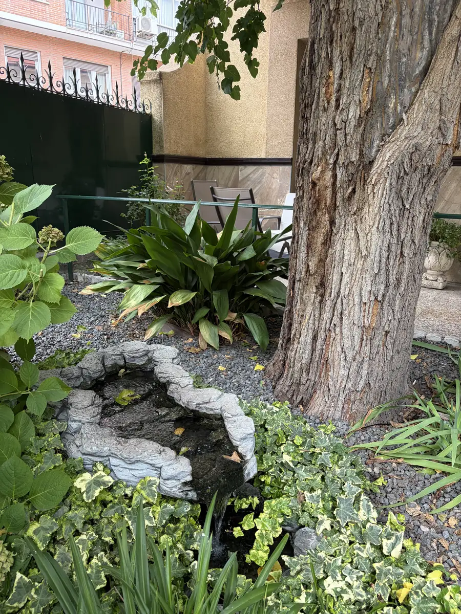 Pequeño estanque junto al tronco de un gran árbol